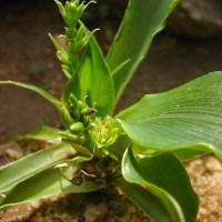 Chlorophytum heynei Baker